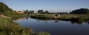 un grupo de vacas de pie junto a un cuerpo de agua en Bed & Breakfast Hellendoorn, en Hellendoorn 14 fotos más