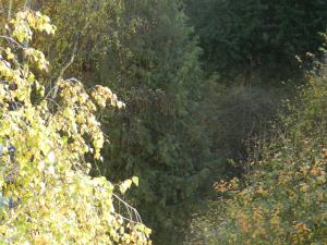 ein Wald voller grüner Bäume in der Unterkunft Klassik and sunny Apartment! in Wien