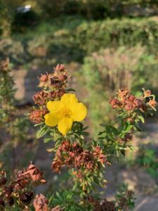 a yellow flower is growing on a plant at Ferienhaus Elbufer 83 in Bad Schandau