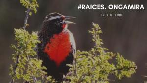 un pájaro rojo sentado sobre un árbol en Raíces Ongamira en Ongamira