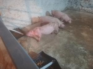 Fotografie z fotogalerie ubytování Etno selo Vile Jefimija, selo Preobrazenje, Vranje v destinaci Vranje + 229 fotografií