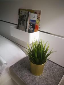 une plante assise sur une table dans une pièce dans l'établissement J&E Flat Santa Cruz de la Palma, à Santa Cruz de la Palma