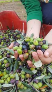 Kép Agriturismo La Ginestrella szállásáról Civitella D'Arnában a galériában