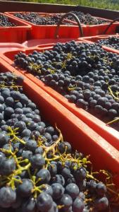 Kép Agriturismo La Ginestrella szállásáról Civitella D'Arnában a galériában
