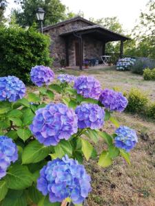 A garden outside Agriturismo Il Morello