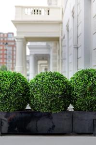 伦敦莫宁海德公园贝斯特韦斯特酒店的建筑物前的灌木丛