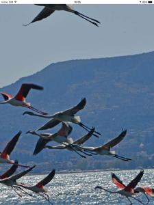 Foto da galeria de House with sea breeze-Anemelia em Nafplio