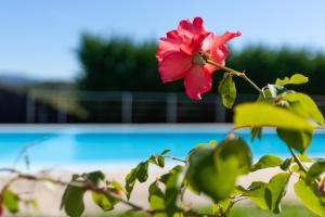 a red flower on a plant in front of a pool at Casa Panorâmica Aurora in Celorico de Basto +60 photos