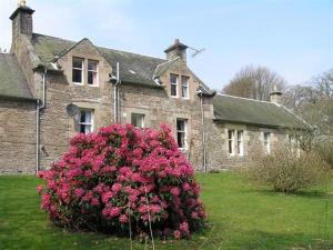 um grande arbusto de flores rosas em frente a uma casa em Laundry Cottage em Lanark