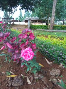 Giardino di Sipi Coffee Lodge