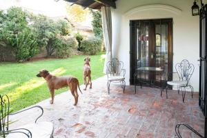 Susana Just Boutique Hotel في فيسنتي لوبيز: كلبين يقفان على فناء بجوار منزل