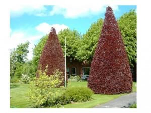 two large red trees in front of a house at Blutbuchenhof in Erfde
