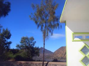 a palm tree in front of a house at Cahyo Homestay Bromo in Bromo