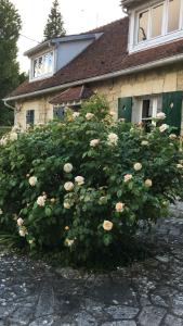 a large bush of flowers in front of a house at Le Clos Saint Jean in Lavilletertre