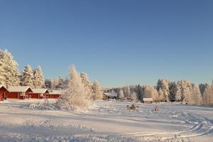a group of animals walking in a snow covered field at Korvala log cabins in Korvala