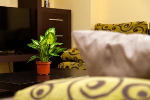 eine Pflanze auf einem Tisch im Wohnzimmer in der Unterkunft Apartamento Los Remedios Con Patio Andaluz in Vejer de la Frontera