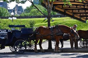 two brown horses pulling a carriage on a street at Hotel Manoir D'Auteuil in Quebec City