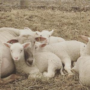 Dieren bij de vakantieboerderij of in de buurt