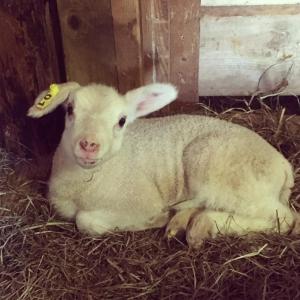 Dieren bij de vakantieboerderij of in de buurt