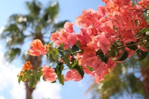 A garden outside Cala Serena Beach 6