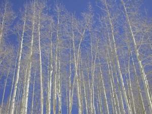 a group of tall white trees against a blue sky at Strawberry Park Splendid Slopes View in Beaver Creek