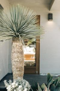 eine große Palmenpflanze, die vor einer Tür sitzt in der Unterkunft The Surfrider Malibu in Malibu