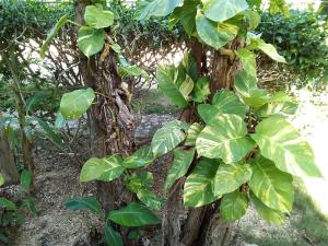Zahrada ubytování Villa Tortugas