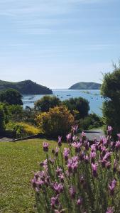 een bloemenveld met uitzicht op het water bij Bird Haven in Coromandel Town