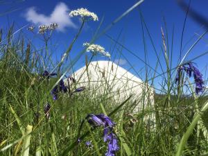 a sheep laying in a field of grass and flowers at Portsalon Luxury Camping in Portsalon