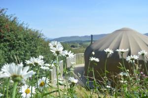 a field of white flowers in front of a yurt at Portsalon Luxury Camping in Portsalon