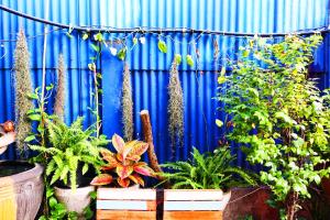 a group of plants in front of a blue wall at DDM House in Bangkok