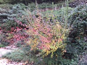 un jardín con muchos tipos diferentes de plantas en Mas Graffouil en Prats-de-Mollo-la-Preste