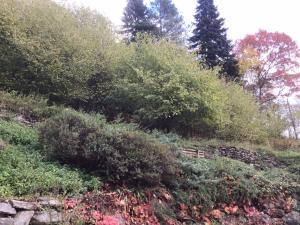 een tuin met struiken en bloemen op een heuvel bij Mas Graffouil in Prats-de-Mollo-la-Preste