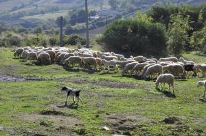 un perro pastoreando una manada de ovejas en un campo en Agriturismo La Colombera in Toscana, en Roccalbegna