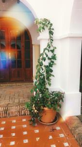 Fotografie z fotogalerie ubytování Hotel Arcos-Coruña v destinaci Arcos de la Frontera + 40 fotografií