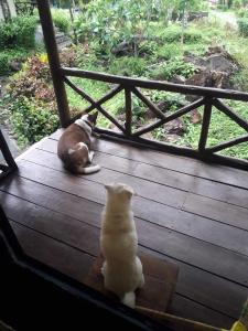 un chien et un chat assis sur une terrasse en bois dans l'établissement Janina resort Koh chang, à Ko Chang