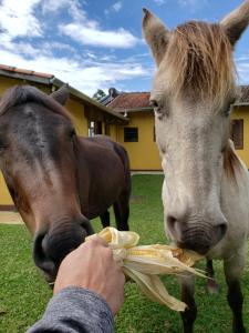 uma pessoa que alimenta um cavalo com um pedaço de alimento em Hospedaria Vida na Roça em São Bento do Sapucaí