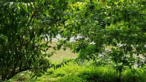 a view of a river through the trees at FARE BnB - casetta sul fiume in città in Reggio Emilia +13 photos