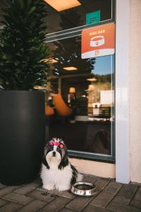 a dog with a bow on its head sitting in front of a door at Hotel 10 Itajai/Navegantes in Itajaí