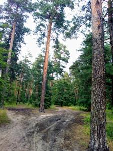 a dirt road in a forest with two trees at Guest house Kiev forest in Kyiv