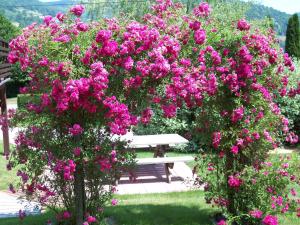 two bushes with pink flowers in front of a bench at Gîte de grettery in Saulxures-sur-Moselotte