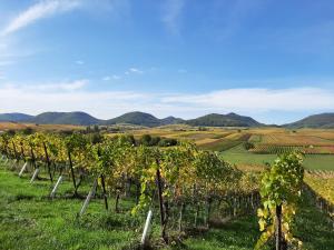 Photo de la galerie de l'établissement Weingut-Ferienhof Schäfer, à Göcklingen