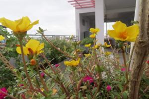 a group of yellow flowers in front of a house at 2N Residence in Siem Reap +12 photos