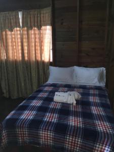 a cat laying on top of a bed at Matus Guest House in San Ignacio