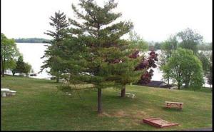 un árbol en un campo con un banco y un lago en Johnstown Motel, en Johnstown