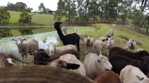 Gallery image of Blueberry Hills On Comleroy Farmstay - Self-Contained Cottages in Kurrajong