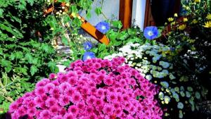 A garden outside Öregporta Vendégház