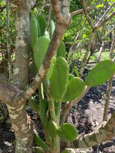 a plant with green leaves next to a tree at Spring Homestead in Howard Springs