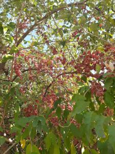 Giardino di Cabernet Tali