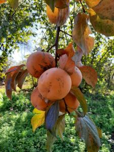 Giardino di Cabernet Tali